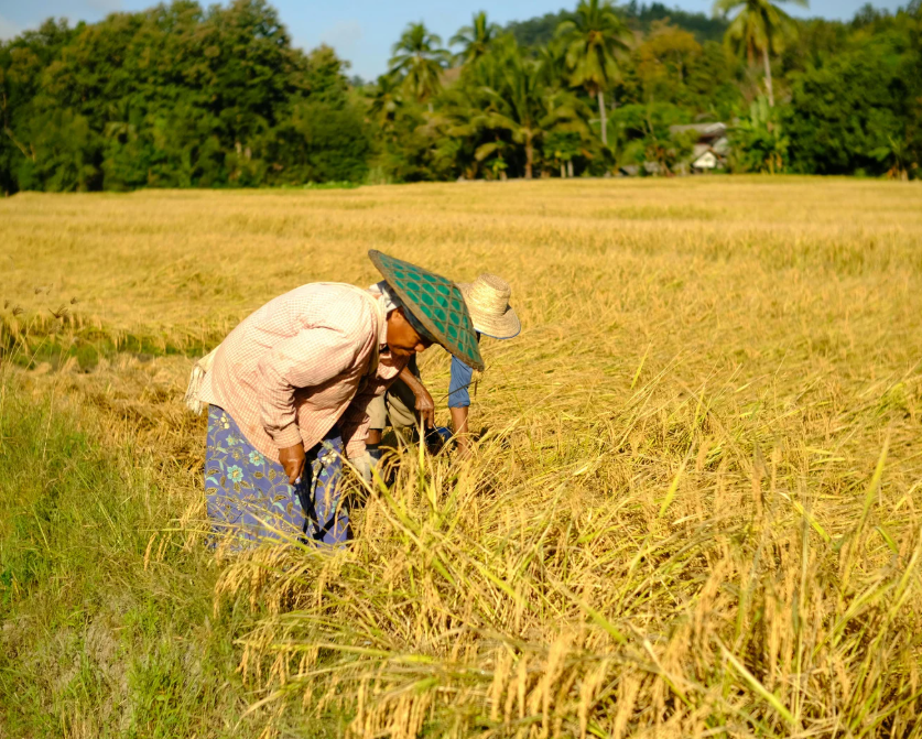 Farmers harvesting rice